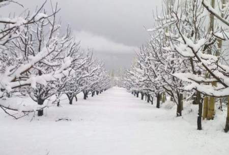 بارش یک و نیم متری برف در روستای دزگیر مرگور