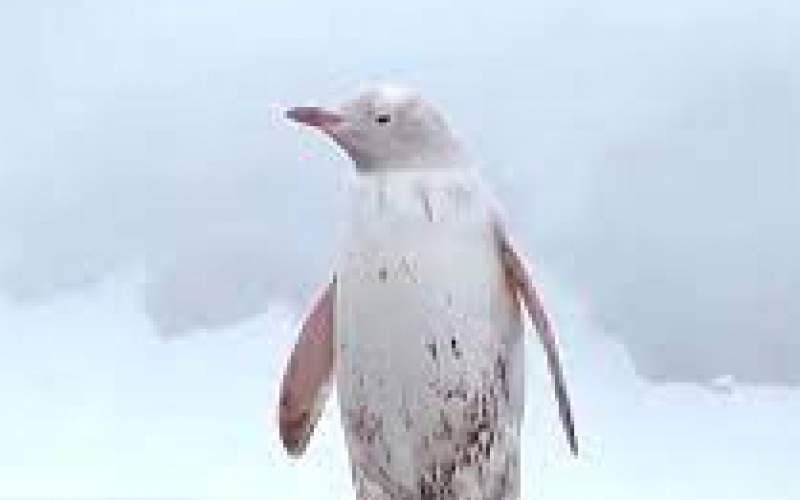 مشاهده پنگوئن سفیدرنگ کمیاب در قطب جنوب