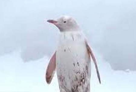 مشاهده پنگوئن سفیدرنگ کمیاب در قطب جنوب