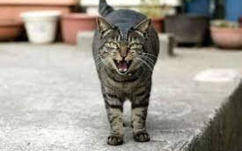 بنزسواری عجیب یک گربه خیابانی در  استانبول!