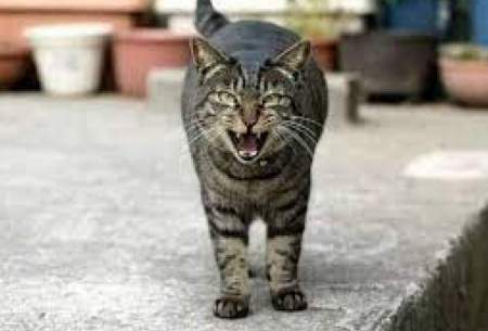 بنزسواری عجیب یک گربه خیابانی در  استانبول!