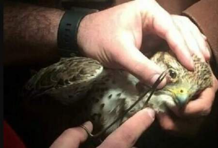 تداوم نگرانی‌ها از قاچاق پرندگان شکاری در ایران