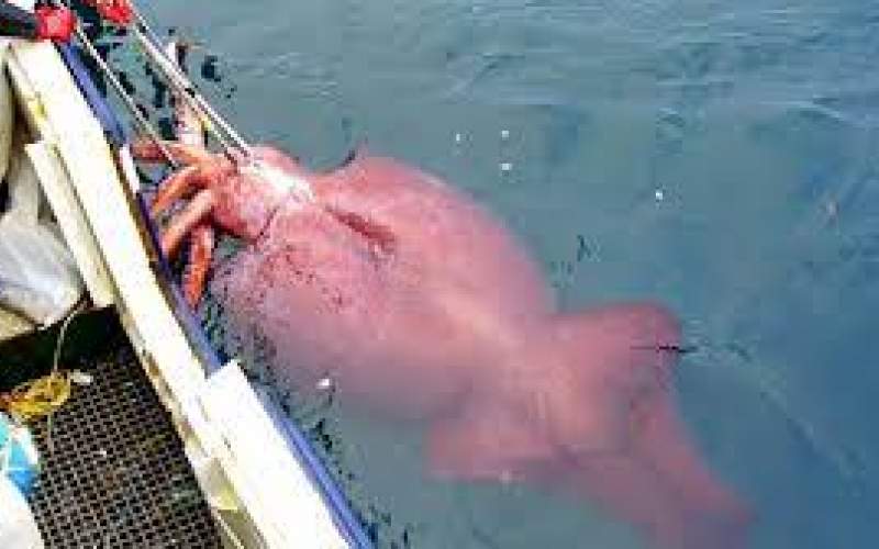 مراحل صید ماهی مرکب‌های غول‌پیکر دراقیانوس