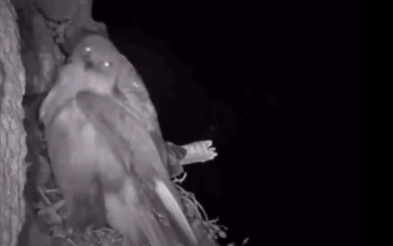 شکار حیرت انگیز عقاب در شب توسط جغد