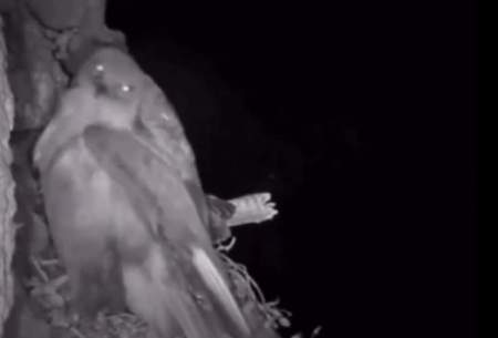 شکار حیرت انگیز عقاب در شب توسط جغد