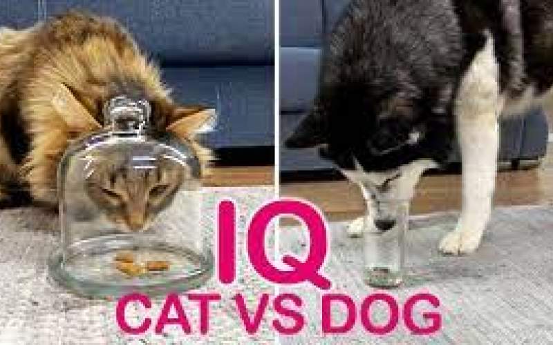 مقایسه جالب هوش سگ و گربه در حل مسئله