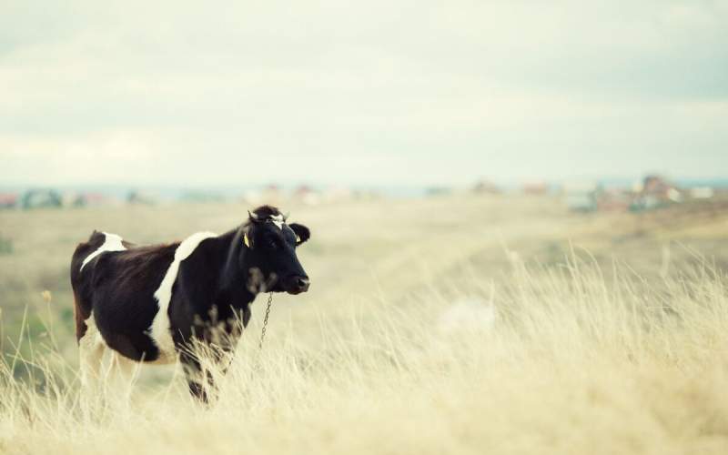 مدرن ترین مزرعه گاو در جهان/فیلم