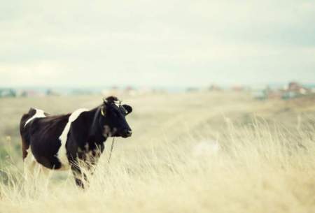 مدرن ترین مزرعه گاو در جهان/فیلم