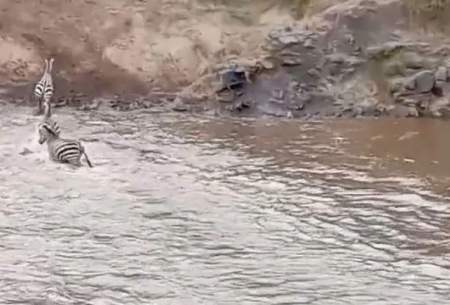 گورخرهای خوش‌شانس از دست تمساح فرار کردند