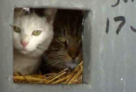 متفاوت‌ترین خانه گربه‌ها برای فرار از سرما/فیلم