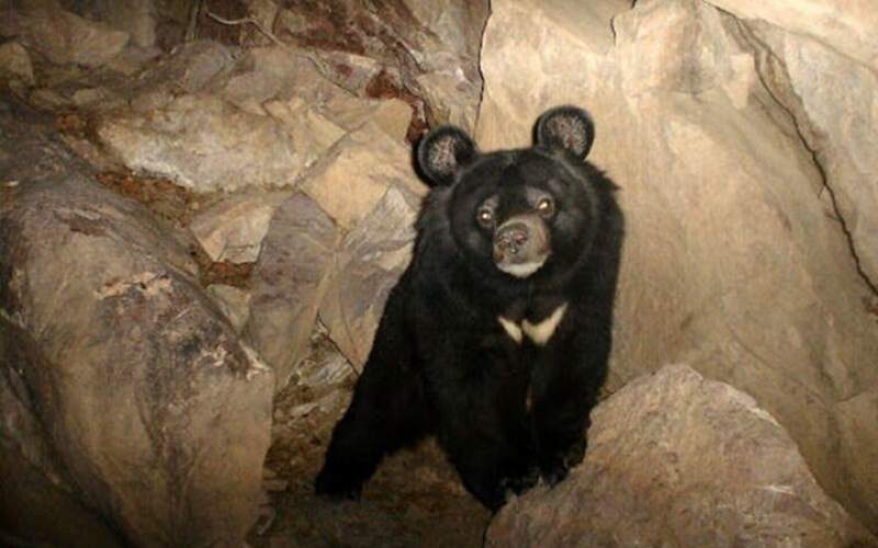 خرس کمیاب و در معرض انقراض ایران