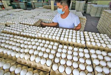 فرآیند برداشت و بسته بندی میلیون ها تخم مرغ