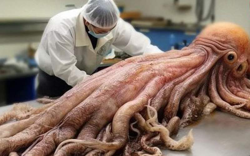 فرآیند برش و بسته بندی ده ها تن ماهی مرکب