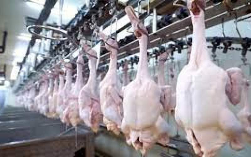 فرایند پرورش برش و بسته بندی گوشت اردک