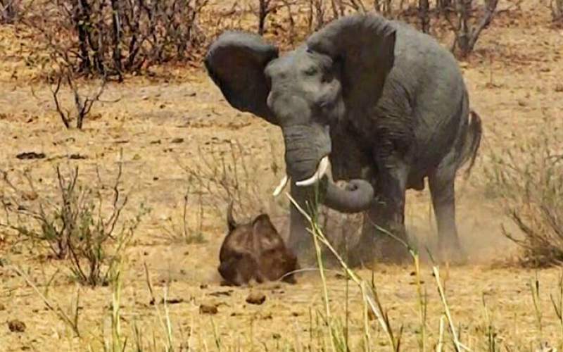 فیل خشمگین با عاج‌هایش گاومیش را کشت