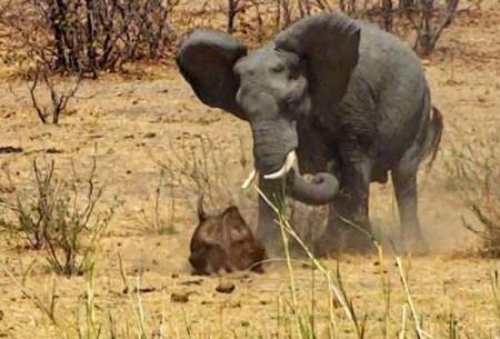فیل خشمگین با عاج‌هایش گاومیش را کشت