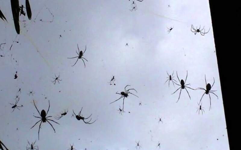 یک محله در تسخیر عنکبوت‌ها! /فیلم