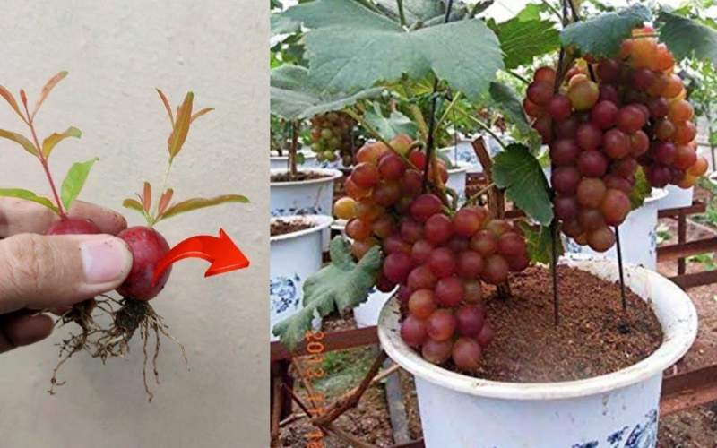 چگونه خوشه انگور را در خانه بکاریم