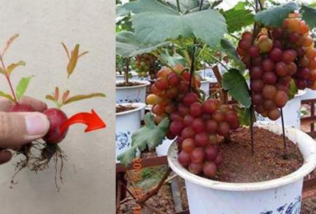 چگونه خوشه انگور را در خانه بکاریم