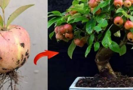 چطور میوه سیب رابه درخت سیب تبدیل کنیم؟