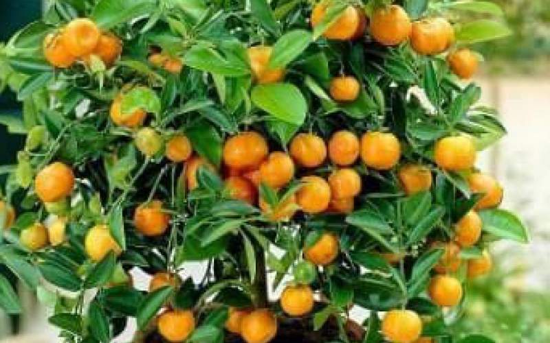 نحوه پرورش میوه پرتقال در گلدان /فیلم