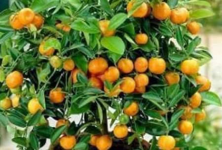 نحوه پرورش میوه پرتقال در گلدان /فیلم