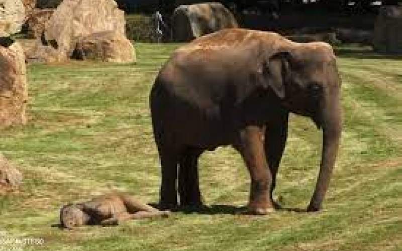 تلاش یک بچه فیل برای بیدار کردن مادرش