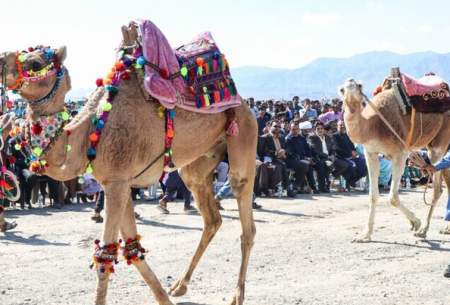 جشنواره شتر، طلای بیابان در کرمان  <img src="https://cdn.baharnews.ir/images/picture_icon.gif" width="16" height="13" border="0" align="top">