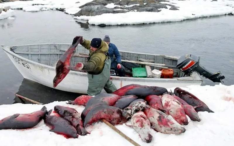 نحوه شکار فوک های قطب شمال
