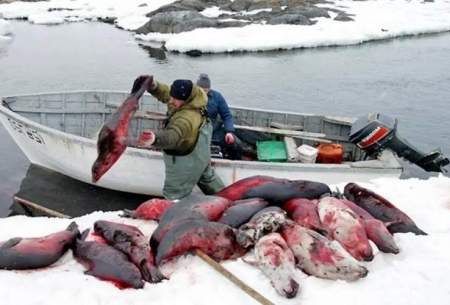 نحوه شکار فوک های قطب شمال