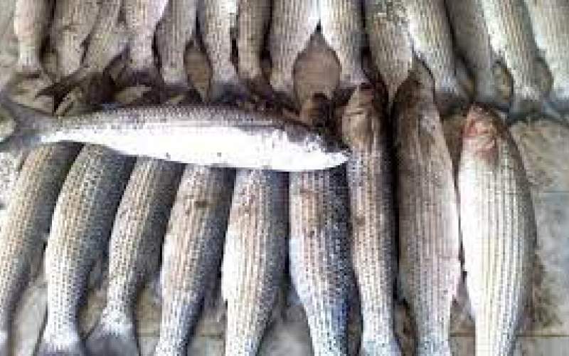 مراحل صید هزاران تن خاویار ماهی کفال