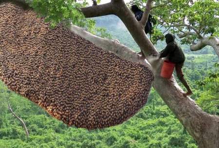 برداشت دلهره آور عسل از روی بلندترین درخت