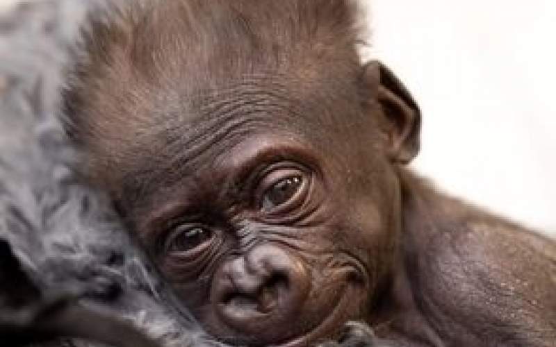 نوزاد گوریل با سزارین در باغ وحش متولد شد