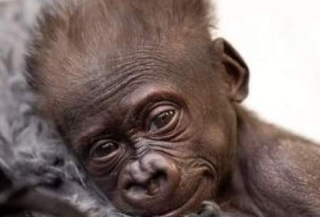 نوزاد گوریل با سزارین در باغ وحش متولد شد