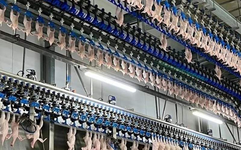 فرآیند پخت هزاران مرغ کامل در یک کارخانه