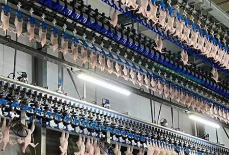فرآیند پخت هزاران مرغ کامل در یک کارخانه