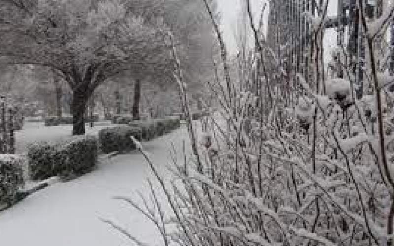 تصاویر زیبا و دل‌انگیز از بارش برف در زنجان