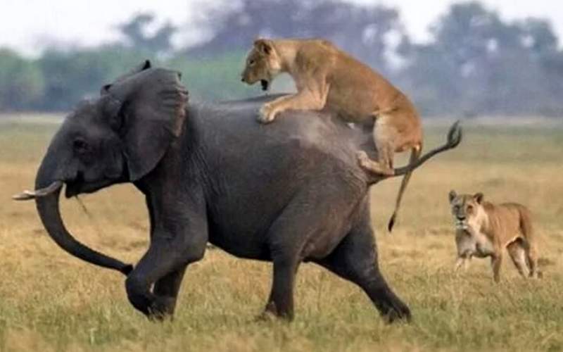 لحظه تلخ حمله دو شیر به یک بچه فیل/فیلم
