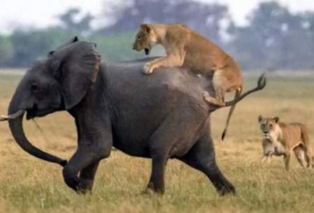لحظه تلخ حمله دو شیر به یک بچه فیل/فیلم