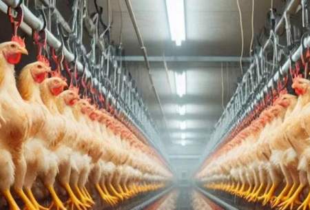 فرآیند بسته بندی یک میلیون مرغ در یک کارخانه