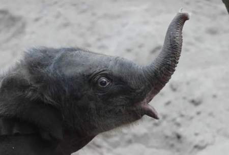 تولد نادر یک بچه فیل در باغ وحش/فیلم