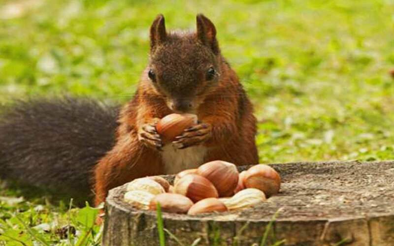 ذخیره بلوط در دکل مخابراتی توسط یک سنجاب