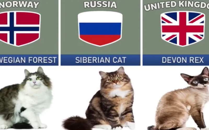 گربه کدام کشور از بقیه خوشگلتره ؟ /فیلم