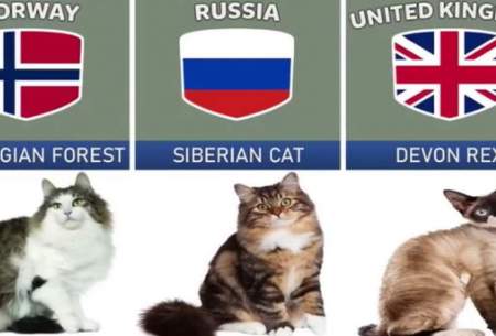 گربه کدام کشور از بقیه خوشگلتره ؟ /فیلم