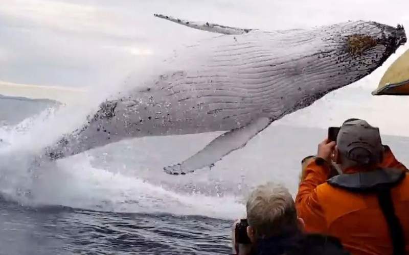 پرش نهنگ عنبر در دو متری قایق سواران