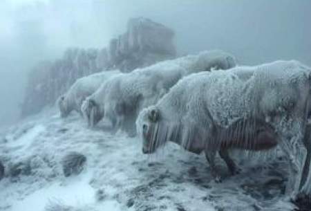 حیوانات در این کشور بر اثر سرمای شدید، یخ زدند