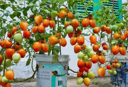 یک ساده برای پرورش و برداشت گوجه در خانه