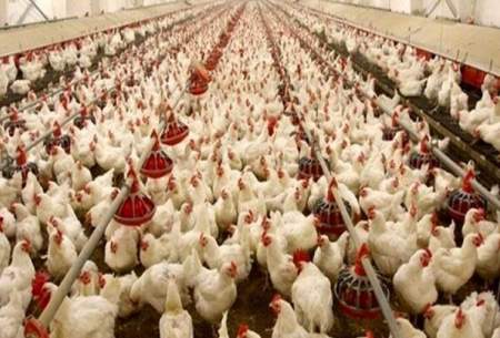 آیا قیمت مصوب مرغ زنده تغییر کرده است؟