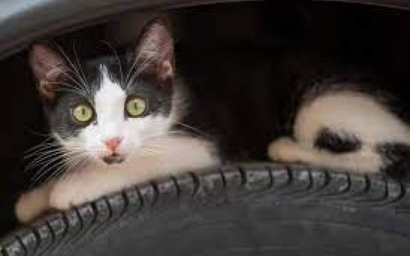 زایمان یک گربه زیر موتور یک خودروی سواری