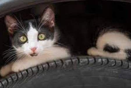 زایمان یک گربه زیر موتور یک خودروی سواری